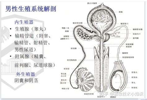 男生殖器